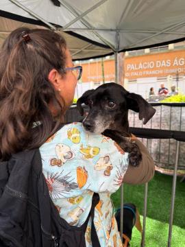25-07-2026  Feira de Adoção de Animais (6)
