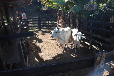 07-03-2025 Programa Mais Pecuária Brasil inseminação(20)