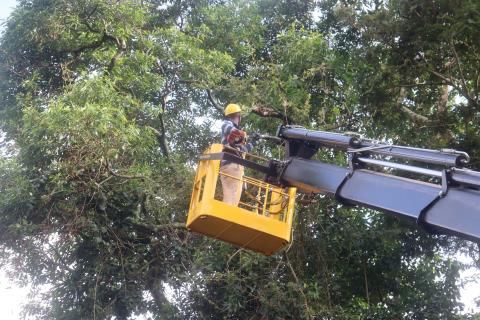 07-03-2026 Via Ângelo Zanini-arvores(23)