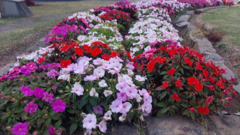 06-10-2025 flores_florida(2)