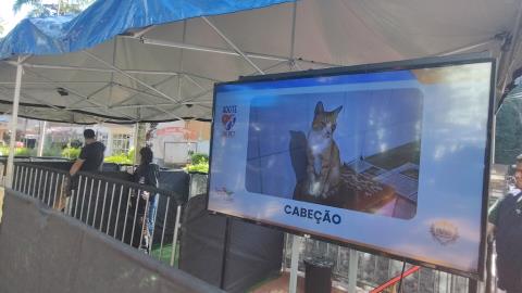 26-07-2026 Feira de Adoção (62)
