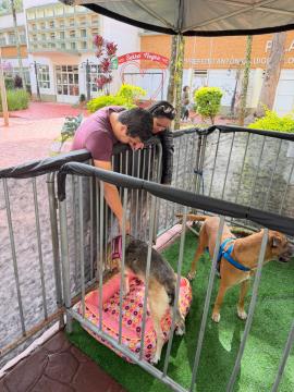 25-07-2026  Feira de Adoção de Animais (7)