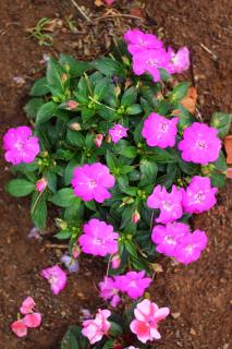 IMG_8987-DESKTOP-4DLKV26