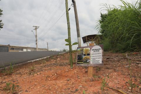 26-03-2025 Mudas de Ipês-Colina dos Ipês(7)