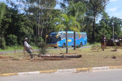 10-11-2025 Rotatória Refúgio_Parques e Jardins_zeladoria(4)