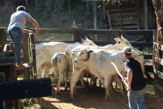 07-03-2025 Programa Mais Pecuária Brasil inseminação(4)