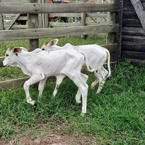 21-11-2024 Programa Pecuária + Brasil melhoramento genético(2)