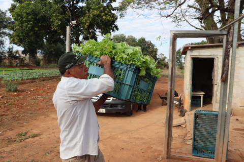 1º-08-2022 Horta Municipal_1ª colheita(43)