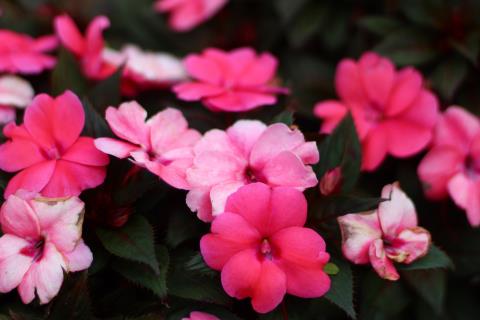 IMG_9000-DESKTOP-4DLKV26