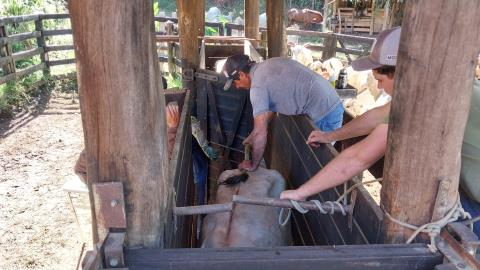 25-02-2025 Programa Mais Pecuária Brasil(27)