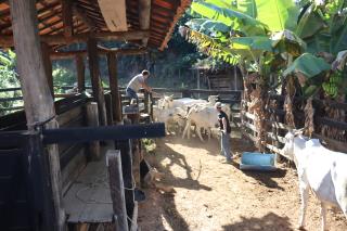 07-03-2025 Programa Mais Pecuária Brasil inseminação(7)