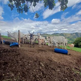 21-11-2024 Programa Pecuária + Brasil melhoramento genético(3)