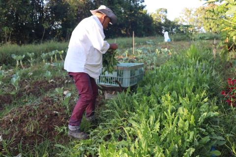 27-03-2025 Horta Municipal(15)