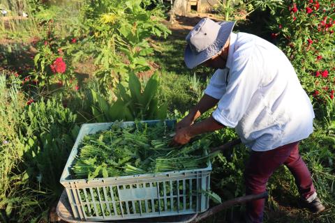 27-03-2025 Horta Municipal(16)