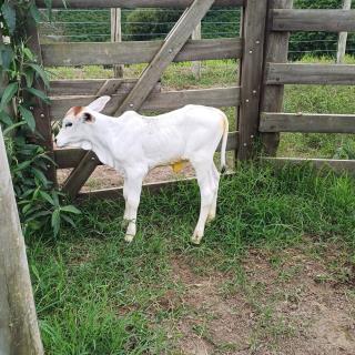 21-11-2024 Programa Pecuária + Brasil melhoramento genético(5)