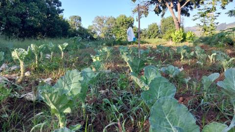 27-03-2025 Horta Municipal(30)