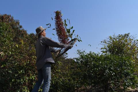 Turismo Rural - Café
