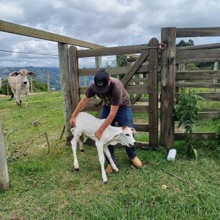 21-11-2024 Programa Pecuária + Brasil melhoramento genético(6)