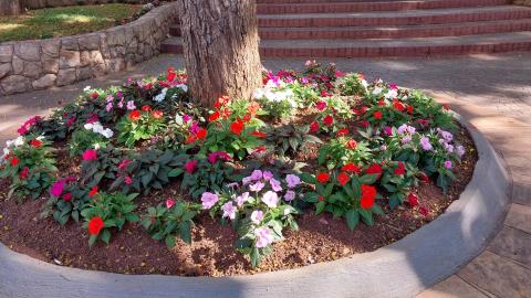 06-10-2025 flores_florida(21)