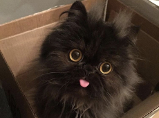 mingau