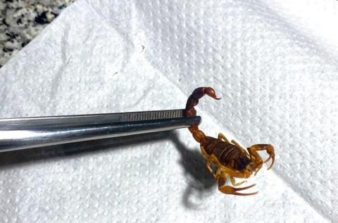 CCZE de Itatiba alerta sobre acidentes com escorpião