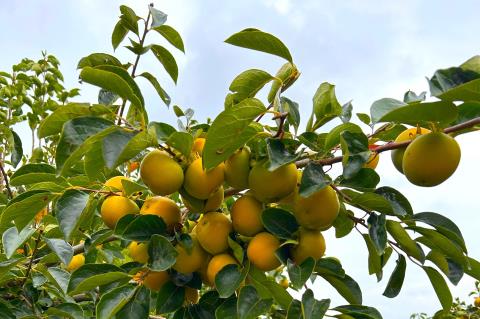 Itatiba prevê aumento de 20% da safra e aquece expectativas para a 21ª Festa do Caqui em abril