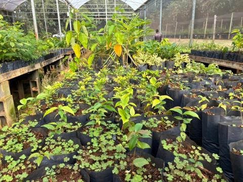 Doação de mudas do Viveiro Municipal ganha novo endereço em Limeira