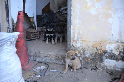 Prefeitura resgata animais durante reintegração da antiga garagem municipal