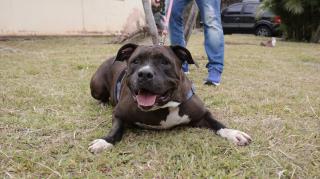 Parque Cidade recebe Feira de adoção de cães e gatos neste sábado (27)