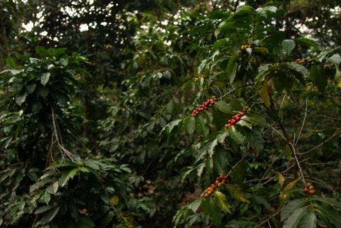 Limeira recebe encontro sobre potencial da cafeicultura na região