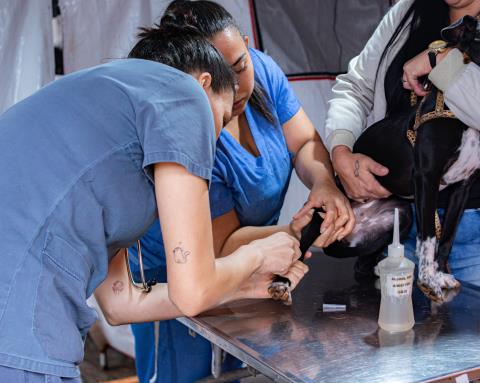 Abril Laranja: mutirão de castração no Pinhal atende mais de 200 animais