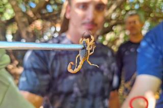 Picada de escorpião: saiba como agir rápido e evitar complicações