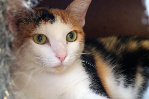 Limeira promove Feira de Adoção de cães e gatos neste sábado (27) no Parque Cidade
