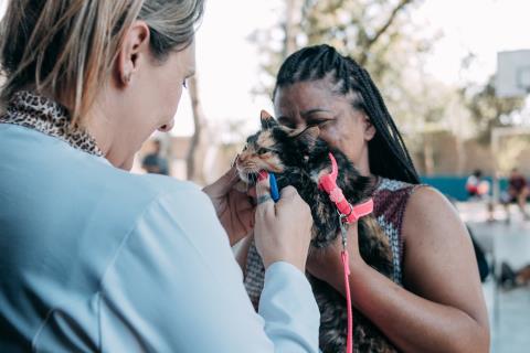 Castra + Limeira realiza 300 castrações gratuitas de cães na Vila Labaki