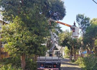 foto02 Serviço de manutenção da arborização na Rua Bento Ramalho Machado no Jardim Paraíso ago2023