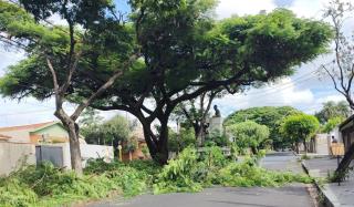 Prefeitura nos Bairros oferece cadastro para poda e remoção de árvores