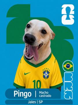 Adote um Capeão 10