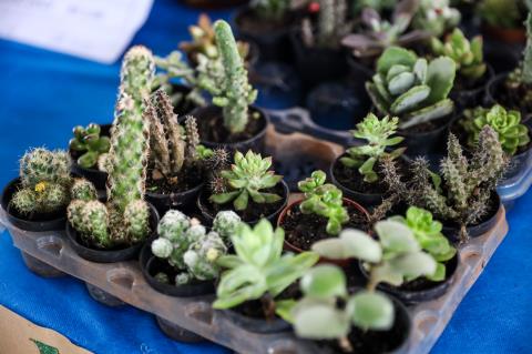 0011- Fotos SEBRAE - 05_06_25