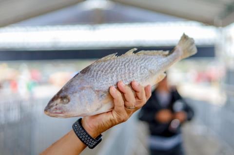 Hoje foi dia da tradicional entrega do peixe 🐟Foram 32 toneladas distribuídas, chegando em dive (1)