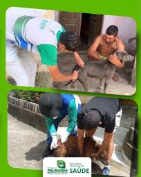 A Prefeitura dos Palmares segue cuidando da saúde dos animais e da população! A equipe de Vigilâ (3)