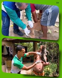 A Prefeitura dos Palmares segue cuidando da saúde dos animais e da população! A equipe de Vigilâ (2)