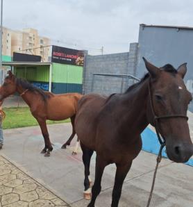 Apreensão cavalos animais grande porte soltos Trânsito Zoonoses GCM PMNO 2025-03-19 (2)