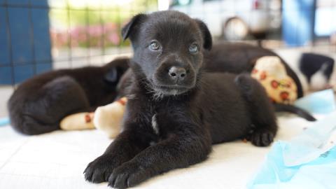 Defesa Animal recebe feira de adoção na quarta-feira (08)