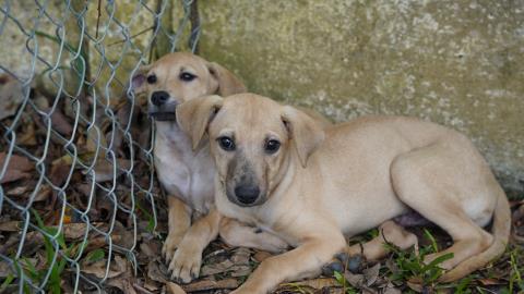 Defesa Animal recebe feira de adoção na quarta-feira (11)