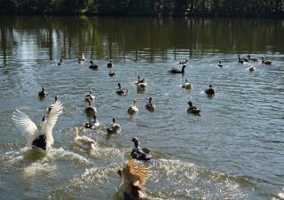 Patos e gansos que habitavam lagos dos bairros Jardim do Lago e Jardim Paulista são soltos no Parque Edmundo Zanoni