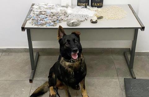 Equipes do Canil e ROMU, da GCM, apreendem grande quantidade de drogas em área de mata no Caetetuba