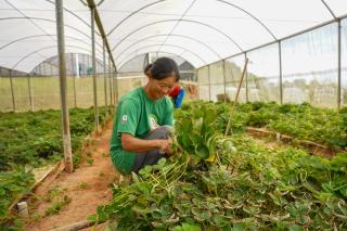 Prefeitura de Atibaia faz nova doação de mudas de morango para produtores rurais do município