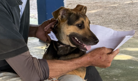 Prefeitura abre inscrições para mutirão de castração de cães e gatos no dia 23 de março