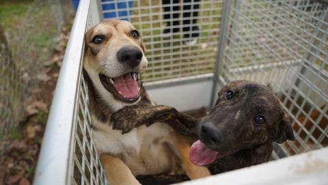 Defesa Animal recebe feira de adoção na quarta-feira (22)