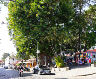 seringueira5